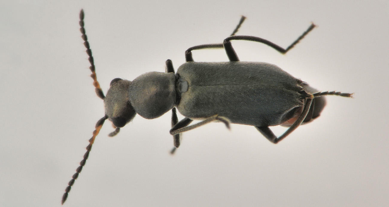 Malachiidae: Charopus sp? Sì, C. concolor